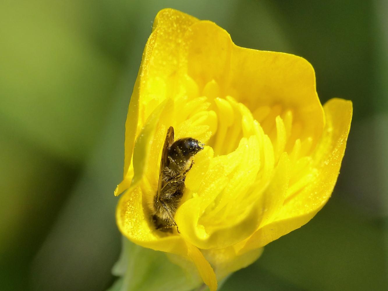 Andrena? Lasioglossum? addormentata dentro un ranuncolo